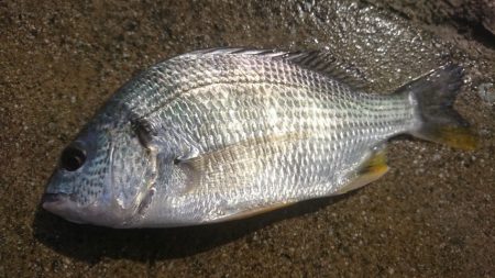 エビ撒き釣り